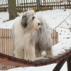 Agility_1