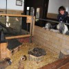Zoo06