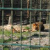 Zoo13