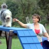 Agility-2