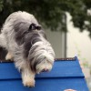 Agility