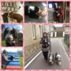 Collage