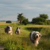 Rennen_1