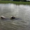 Seehund_1