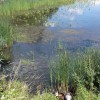 Seehund_2