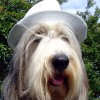 Huetehund1