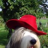 Huetehund2
