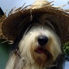 Huetehund3