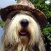 Huetehund4