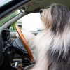 Hundefuehrerschein
