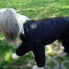 Model Lotte