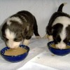 4.Wo.-Erste Milchbreinahrung