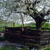 Schlafen unterm Kischbaum