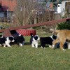 Welpenspiel2