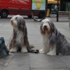 005_DogStreet