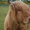 073_Highlandcow