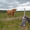 074_Culloden