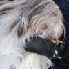 Kuscheln