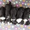 5_Casanovas_1