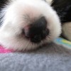 Nase