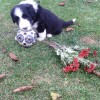 Garten_1