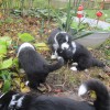 Garten_3