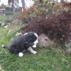 Garten_4