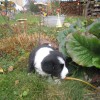 Garten_5