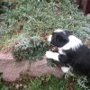 Garten_6