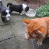 Katzen_1