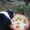 Katzen_2