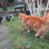 Katzen_3