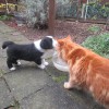 Katzen_6