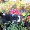 Garten2