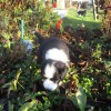 Garten4