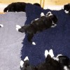 Guten_Nacht