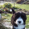 Carl_1