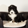 Carl_2