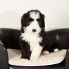 Cillian_2
