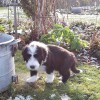 Cody_1
