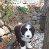 Conrad_1