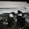 Schnee_1