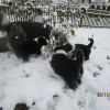 Schnee_3
