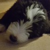 Cillian